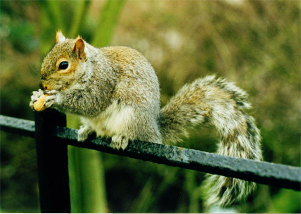 Squirrel